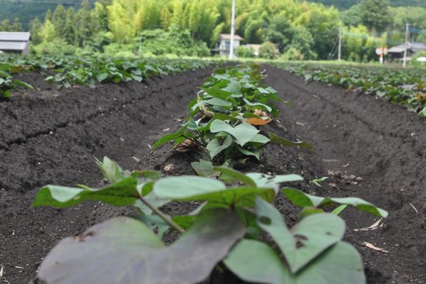 サツマイモ畑を眺めて 感じて 地域おこしに奮闘する茨城県北の農家 常陸大宮さんち